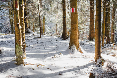 Trees on snow covered field in forest