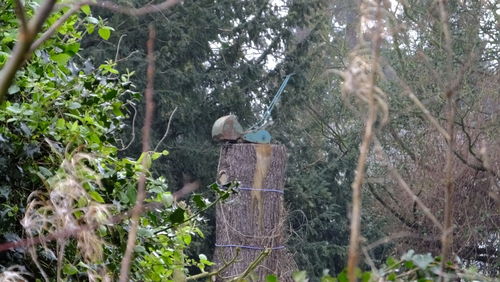 Squirrel on tree trunk in forest