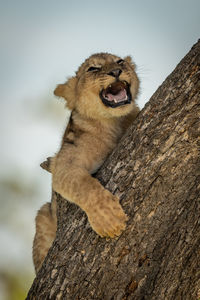 Lion cub climbing on tree trunk