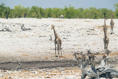 View of horse on field