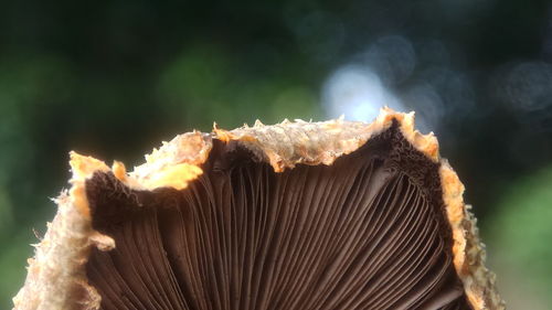 Close-up of mushroom on log