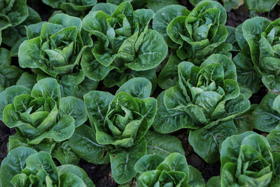 Full frame shot of fresh green plants