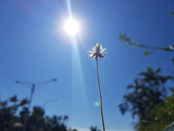 Low angle view of flowering plants against blue sky on sunny day