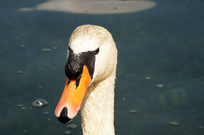 Close-up of swan swimming in lake