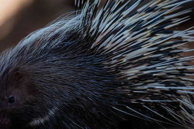 Close-up of dog