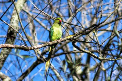 Low angle view of bird perching on tree