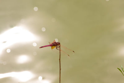 Close-up of dragonfly on plant