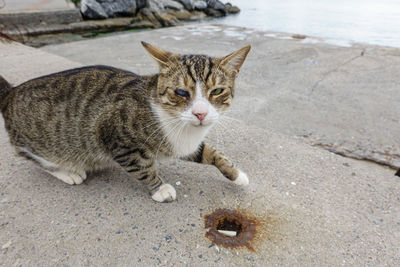 Portrait of cat on footpath