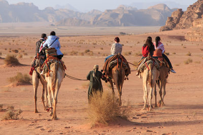 Rear view of tourists riding camels at wadi rum