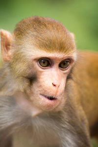 Close-up portrait of a monkey