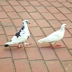 High angle view of seagull perching on cobblestone