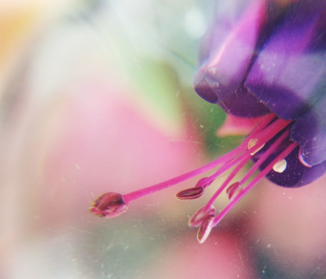 CLOSE-UP OF PINK FLOWER ON PLANT