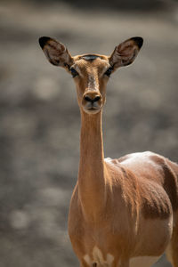 Close-up of female common impala facing camera
