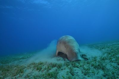 Fish swimming in sea