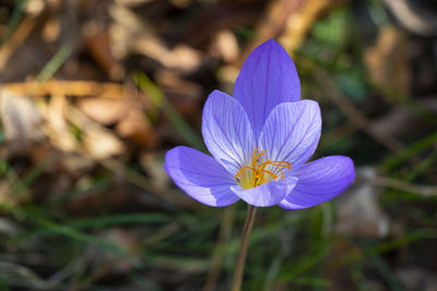 Close-up of white flower