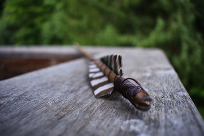 Close-up of lizard on wood