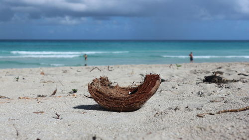 Coconut at varadero beach