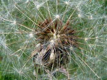 Full frame shot of spider web