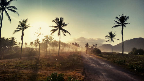 Road amidst palm trees against sky during sunset