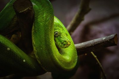 Close-up of green tea phyton snake on branch