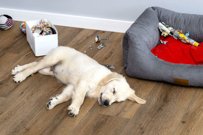 High angle view of dog lying on floor at home