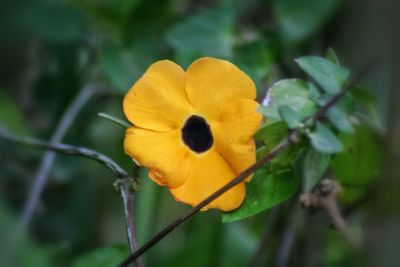 Close-up of yellow flower