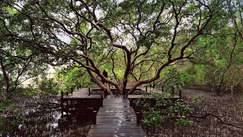 Boardwalk leading towards tree in forest