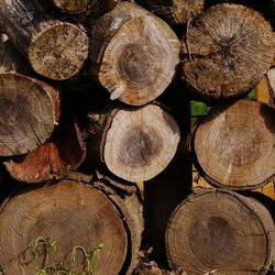 Full frame shot of logs in forest