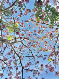 Low angle view of cherry blossoms against sky