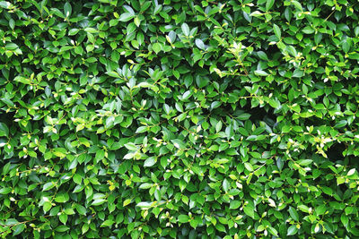 Lush ficus fence texture background