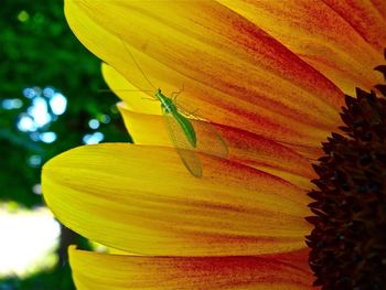 Close up of yellow flower