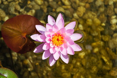 Close-up of pink water lily in pond