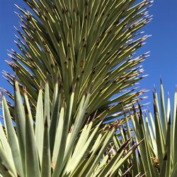 Low angle view of cactus plant behind blue sky 