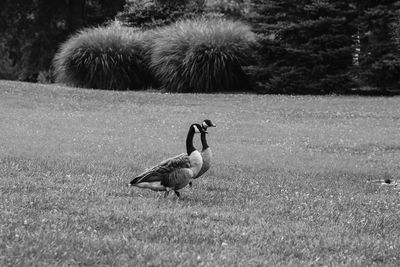 Canada geese on field