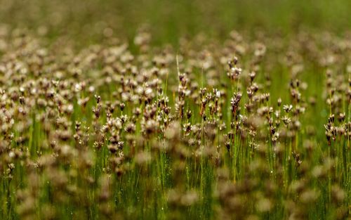 Close-up of flowering plants on field