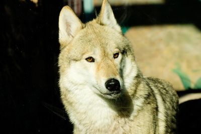 animal