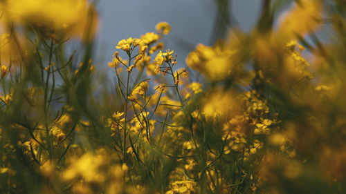 Close-up of yellow flowering plants on field