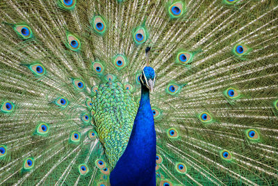 Close-up of peacock