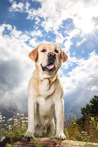 Portrait of dog sitting against sky