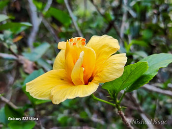 flowering plant