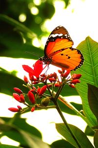 Close-up of butterfly on leaf