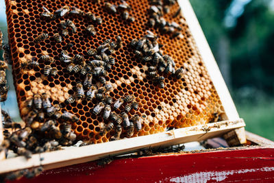 Close-up of bee on wood