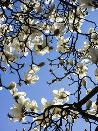 Low angle view of magnolia blossoms against sky