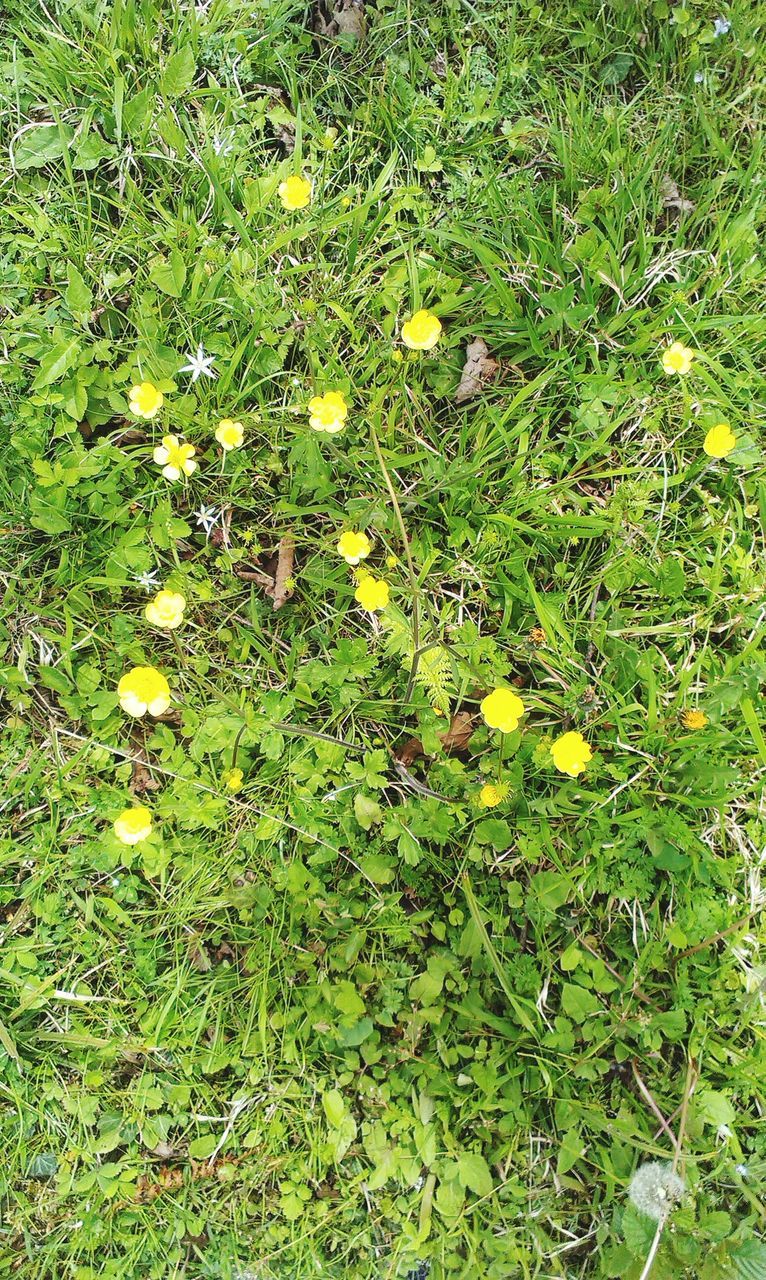 growth, flower, green color, plant, field, grass, freshness, yellow, nature, beauty in nature, high angle view, fragility, leaf, day, growing, outdoors, tranquility, no people, wildflower, blooming