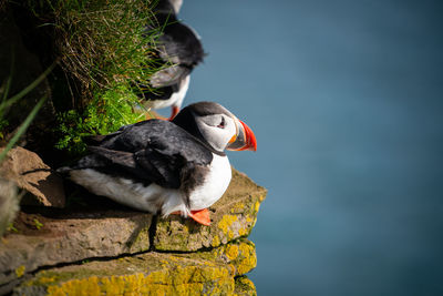 Close-up of birds perching on a tree