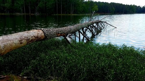 Scenic view of lake