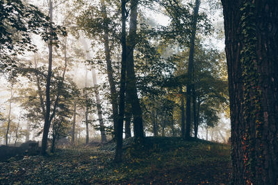 Trees in forest