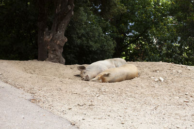 View of a sleeping cat