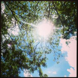 Low angle view of trees against sky