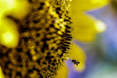 Close-up of bee pollinating on flower